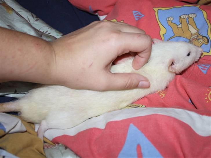 Tamrotte Alenya's Beaker  R.I.P billede 11