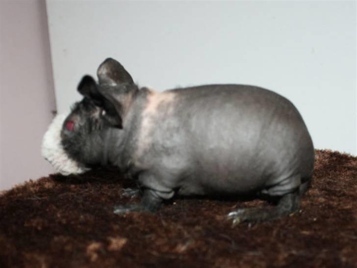 Marsvin Little Fighter billede 1