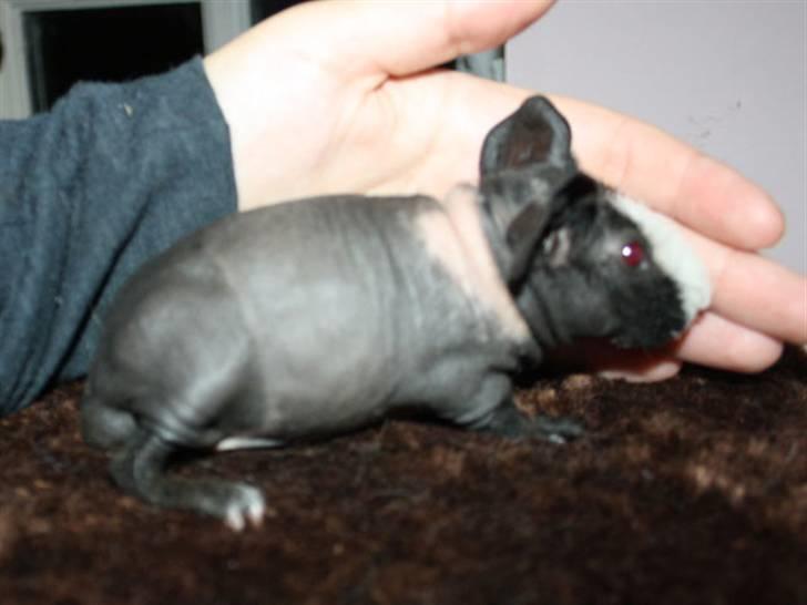 Marsvin Little Fighter billede 2