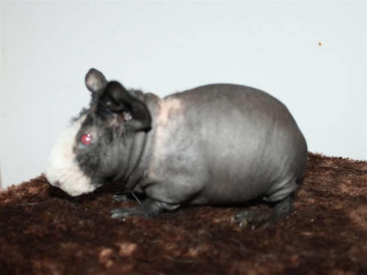 Marsvin Little Fighter billede 3