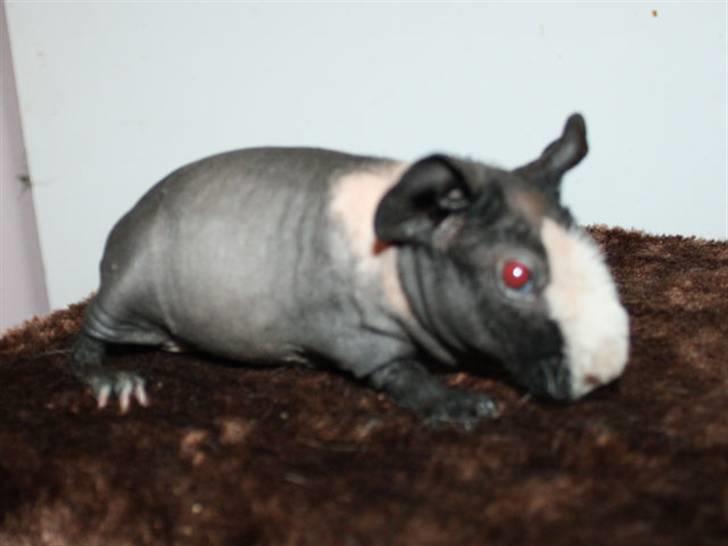 Marsvin Little Fighter billede 4