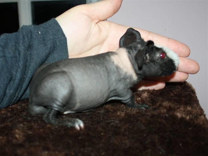 Marsvin Little Fighter billede 5