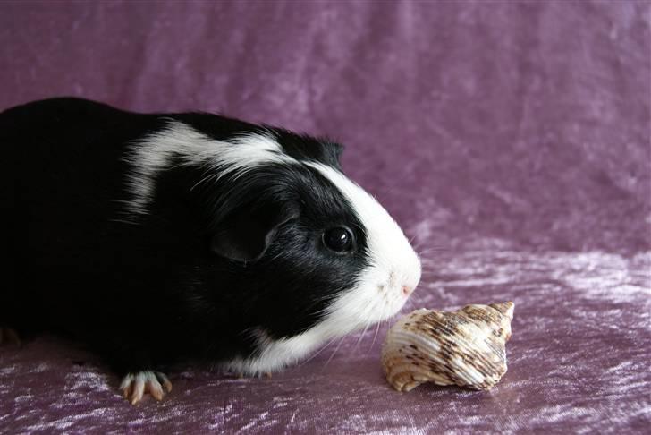 Marsvin Misha billede 11