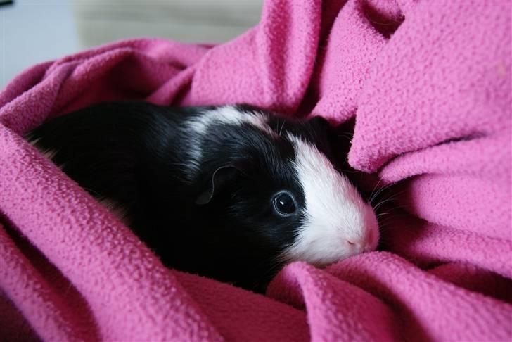 Marsvin Misha billede 12