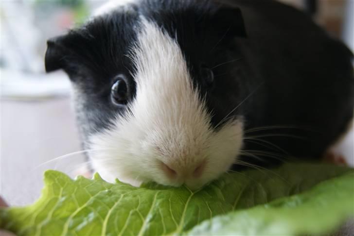 Marsvin Misha billede 14