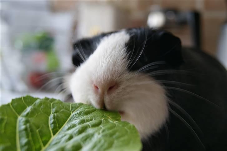 Marsvin Misha billede 15