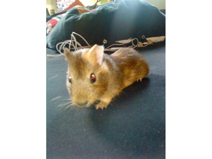 {{currentPhoto.altText}} billede {{currentPhoto.number}}