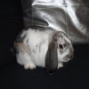 Kanin Dumbo