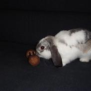 Kanin Dumbo