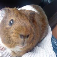 Marsvin Nuser | R.I.P.