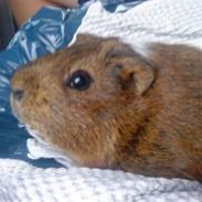 Marsvin Nuser | R.I.P.