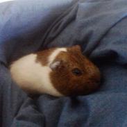 Marsvin Nuser | R.I.P.