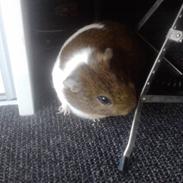 Marsvin Nuser | R.I.P.