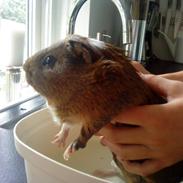 Marsvin Nuser | R.I.P.