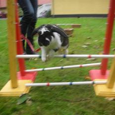 Kanin Snøvsen<3 * Snart solgt*