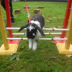 Kanin Snøvsen<3 * Snart solgt*