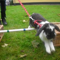 Kanin Snøvsen<3 * Snart solgt*