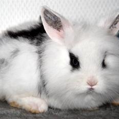 Kanin Solbakke's Voulez Vouz <3