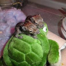 Degu Speedy