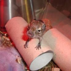 Degu Speedy