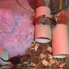 Degu Speedy