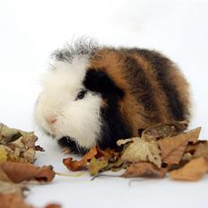 Marsvin Addy Vom Tannenholz