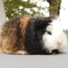 Marsvin Addy Vom Tannenholz