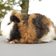 Marsvin Addy Vom Tannenholz