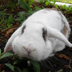 Kanin Sortsky aka Bassemand! :D