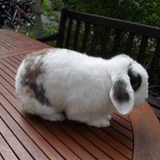 Kanin Sortsky aka Bassemand! :D