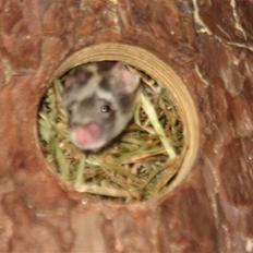 Mus Pølse(Friedrich) (RIP)