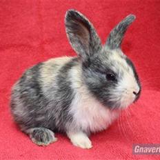 Kanin Solbakke's Jay<3