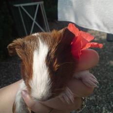 Marsvin Skovlundegaards Gustav