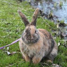 Kanin MaPos Little Beauty Sunshine