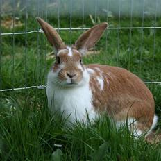 Kanin Millenuims Golden Spicy Pepper