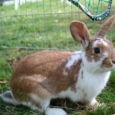 Kanin Millenuims Golden Spicy Pepper