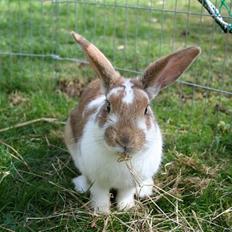 Kanin Millenuims Golden Spicy Pepper