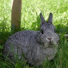 Kanin Hans (Hermelin)