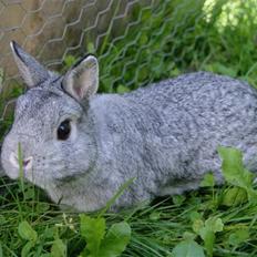 Kanin Hans (Hermelin)