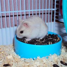 Dværghamster Fnuggi (himmel hamster) 