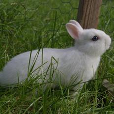 Kanin Snefnug (Hermelin)