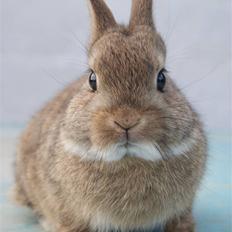 Kanin Spirit (Hermelin) 