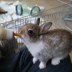 Kanin Mitri (Hermelin)