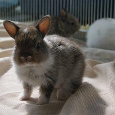 Kanin Mitri (Hermelin)