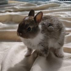 Kanin Mitri (Hermelin)