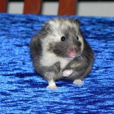 Hamster Gertrud