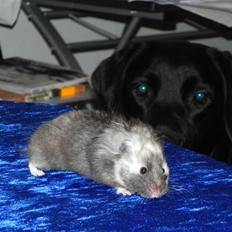 Hamster Gertrud