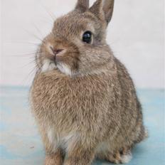 Kanin Freja (Hermelin)