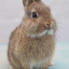 Kanin Freja (Hermelin)