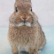 Kanin Freja (Hermelin)